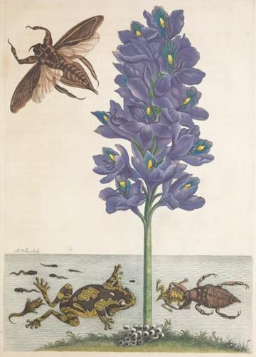 Water Hyacinth from De Europische Insecten by Maria Sibylla Merian (1647–1717)