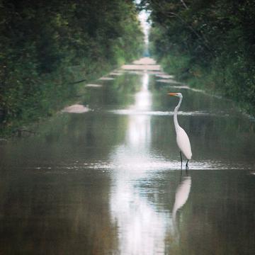 The animals take control of a flooded road by wyntuition