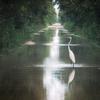 The animals take control of a flooded road by wyntuition